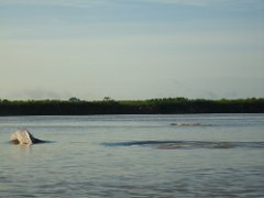 Delfines en el Río Ucayali - Ucayali 2016